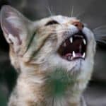 Gato com os dentes à mostra.
