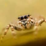 Aranha com olhos grandes.
