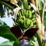 Bananeira.