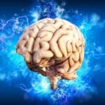 CEREBRO CAPA