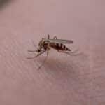 MOSQUITO CAPA