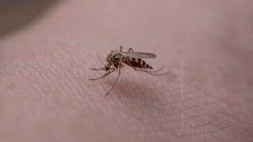 MOSQUITO CAPA