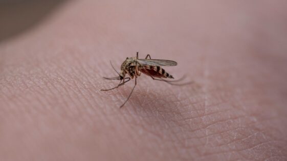 MOSQUITO CAPA