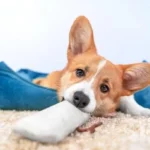 O que leva os cães a 'Escavarem' antes de deitarem?