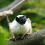 Macacos Expandem seus Territórios devido à Poluição Sonora