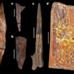 Humanos já construíam com madeira 476 mil anos atrás, aponta descoberta