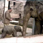 Motty: O Elefante Surpreendente Resultado de uma União Improvável