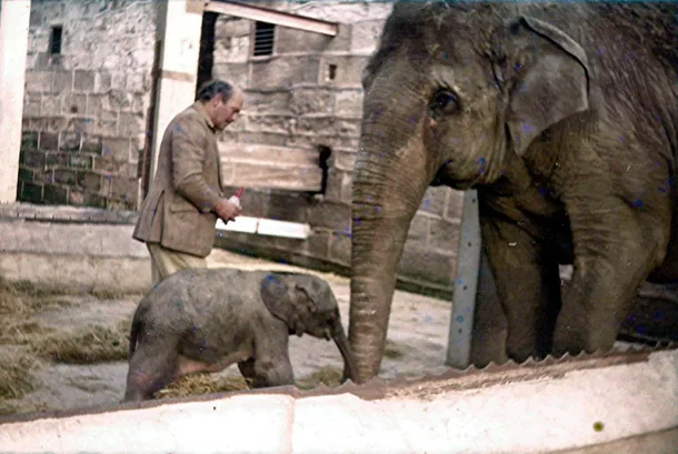 Motty: O Elefante Surpreendente Resultado de uma União Improvável