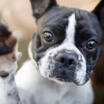 Holanda Adota Medidas para Proteger a Saúde dos Cães: Proibição de Raças Braquicefálicas e Além