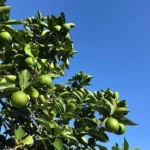 Limão-Taiti: A fascinante fruta sem sementes e suas origens genéticas