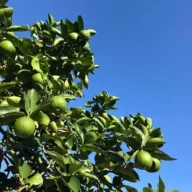 Limão-Taiti: A fascinante fruta sem sementes e suas origens genéticas