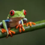 Anfíbios em Perigo: Mudanças Climáticas e Medidas para a Preservação