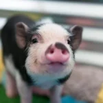 Avanço Promissor: Transplante de Rins de Porcos em Macacos Pode Ser a Solução para Escassez de Órgãos