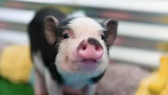 Avanço Promissor: Transplante de Rins de Porcos em Macacos Pode Ser a Solução para Escassez de Órgãos