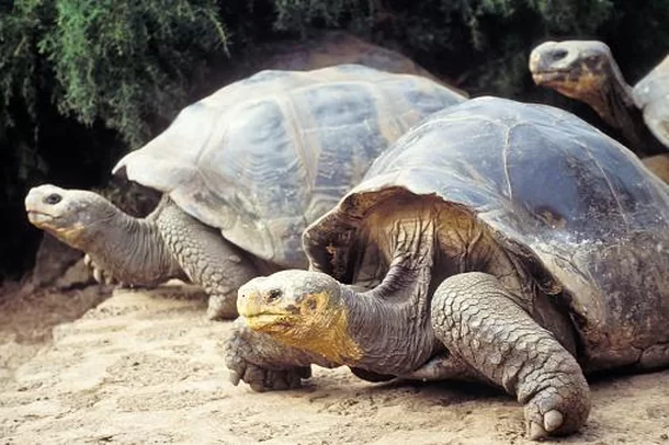 O Retorno Triunfal das Tartarugas-gigantes-de-Galápagos: Como Elas Transformaram a Ilha Española