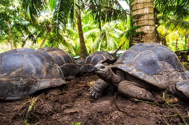 O Retorno Triunfal das Tartarugas-gigantes-de-Galápagos: Como Elas Transformaram a Ilha Española