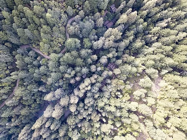 Bohemian Grove: O Enigma do Clube Secreto que Atraiu Figuras Proeminentes