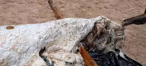 O Enigma da Sereia Globster de Simberi: Especialistas Divididos