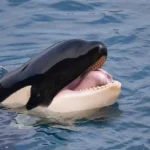 A Inteligência das Orcas: Adaptação e Mistérios do Oceano