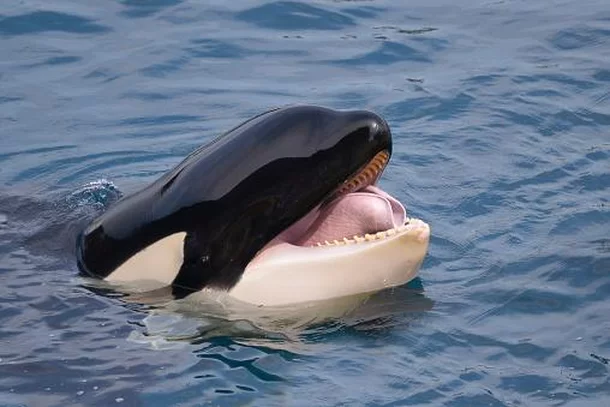 A Inteligência das Orcas: Adaptação e Mistérios do Oceano
