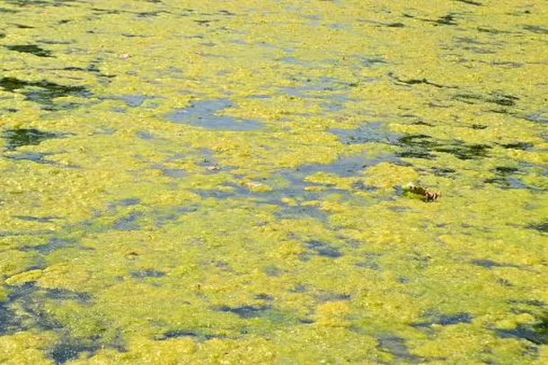Tilápia: Uma Invasão nos Mares Brasileiros e seus Impactos