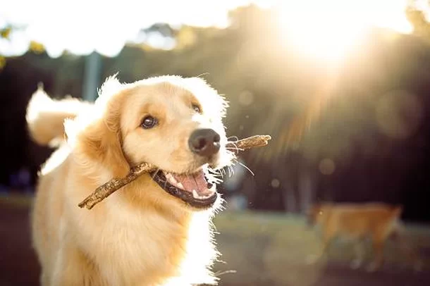 Desvendando o Segredo da Longevidade dos Golden Retrievers: O Papel do Gene HER4