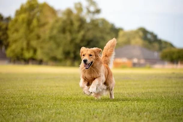 Desvendando o Segredo da Longevidade dos Golden Retrievers: O Papel do Gene HER4