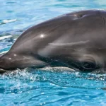 Saiba tudo sobre o Forquinho: Animal Híbrido entre golfinho e orca