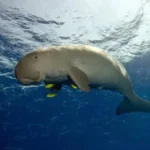 O Enigma da Sereia Globster de Simberi: Especialistas Divididos