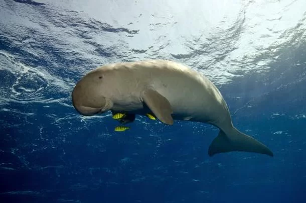 O Enigma da Sereia Globster de Simberi: Especialistas Divididos