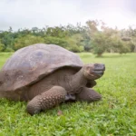 O Surpreendente Renascimento das Tartarugas-Gigantes-de-Galápagos em Española