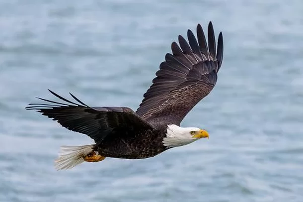 Mudança na Nomenclatura de Aves: A Resposta da AOS à História Controversa