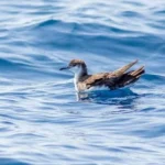 Mudança na Nomenclatura de Aves: A Resposta da AOS à História Controversa