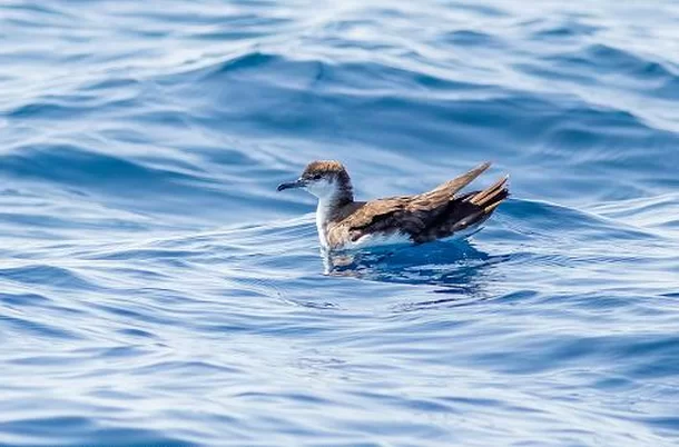Mudança na Nomenclatura de Aves: A Resposta da AOS à História Controversa