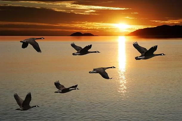 Mudança na Nomenclatura de Aves: A Resposta da AOS à História Controversa