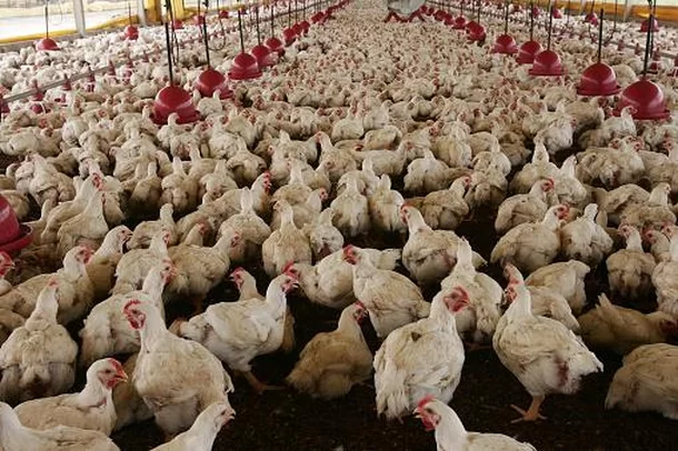 Os Desafios Éticos e Práticas Ocultas na Indústria Alimentícia