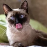 Gatos Siameses: Genética, Cores e Cuidados de Saúde