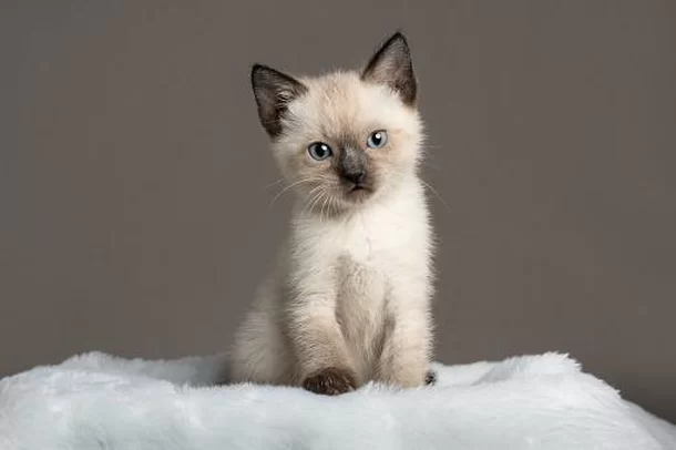 Gatos Siameses: Genética, Cores e Cuidados de Saúde