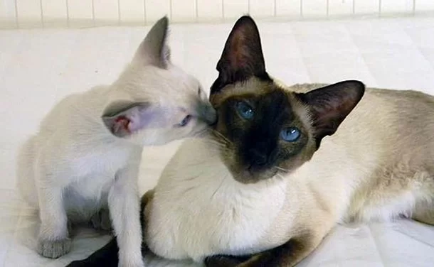 Gatos Siameses: Genética, Cores e Cuidados de Saúde