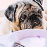 4 alimentos humanos que podem ser fatais para os caes