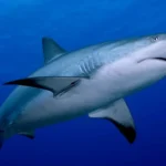 4 descricoes bizarras de animais e vegetais que ficaram famosas