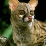 4 especies fascinantes que sao parentes dos gatos