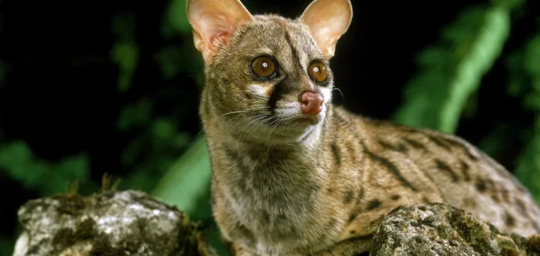 4 especies fascinantes que sao parentes dos gatos