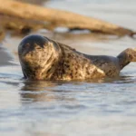 5 animais marinhos que encalharam nas praias em 2023