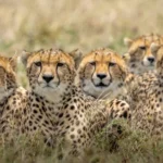 5 animais muito parecidos que sao frequentemente confundidos