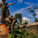 5 boas noticias sobre a natureza e o clima em 2023