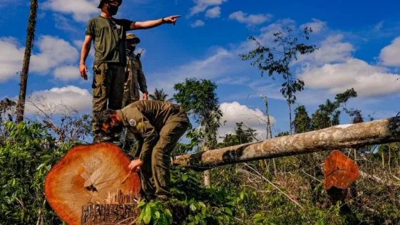 5 boas noticias sobre a natureza e o clima em 2023