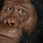 5 fatos curiosos sobre os Australopithecus Anamensis