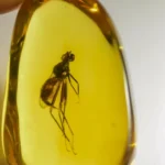 5 fosseis de insetos curiosos que desafiam a imaginacao