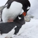 6 curiosidades sobre animais com relacionamentos queer na natureza